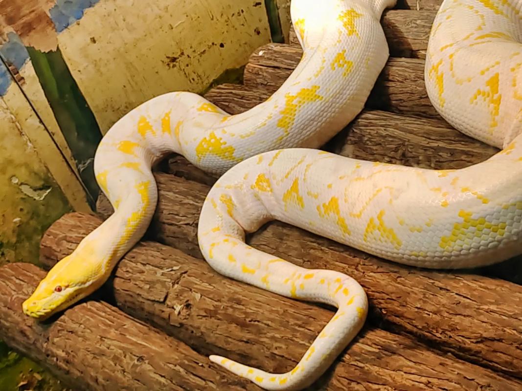 蟒蛇国家几级保护动物,森林发现2.6米蟒蛇吃羊,保护动物降级引深思 蟒蛇国家几级保护动物,森林发现2.6米蟒蛇吃羊,保护动物降级引深思