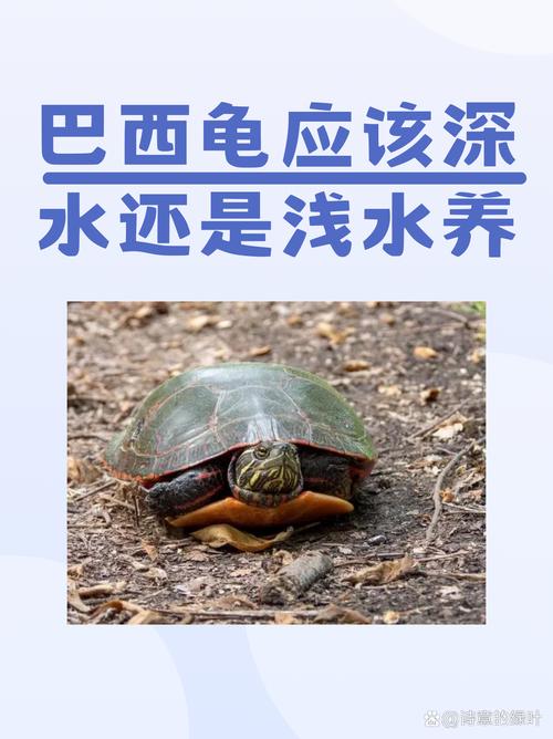 小乌龟需要放在水里吗，乌龟养好，水陆温质都得管