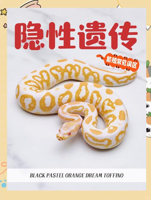 球蟒怀孕多少天下蛋，圣路易斯老球蟒15年产7蛋创纪录