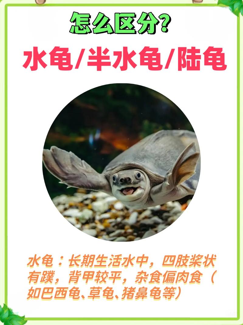 陆养菜龟和亚巨龟的区别，菜龟和亚巨龟养护大不同