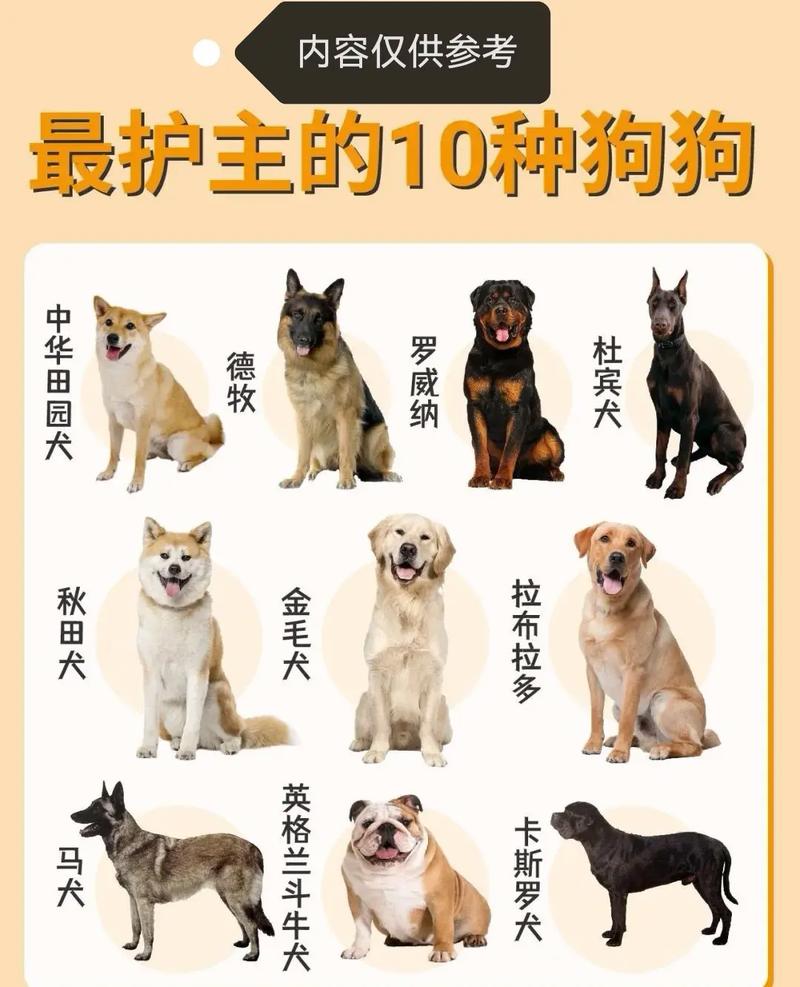 40多天的狗狗好养活吗，新手养小狗像带婴儿，注意保暖喂奶防拉肚