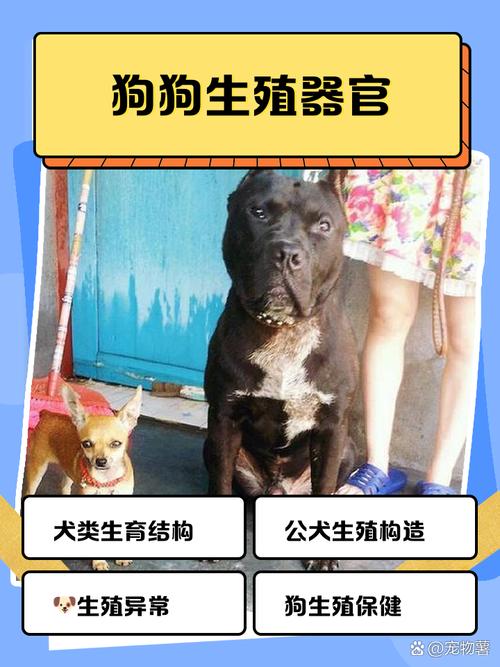 狗的JJ倒钩的回答，狗狗生殖健康小知识