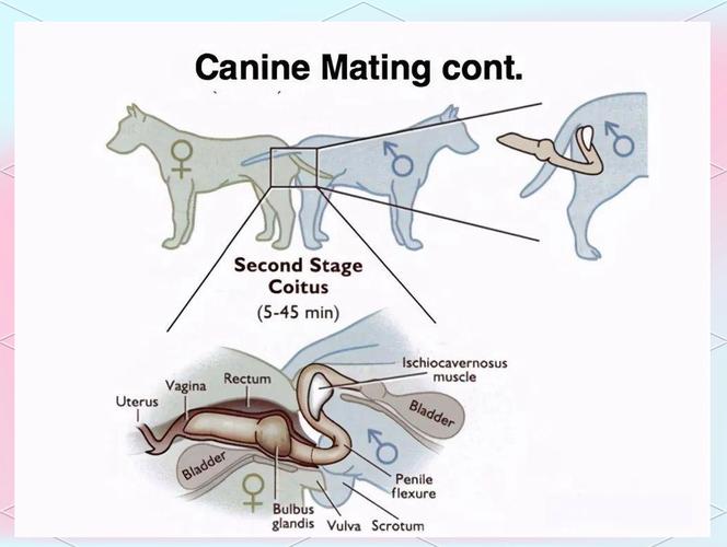 犬类生殖结，狗狗交配会锁住，提高怀孕率！