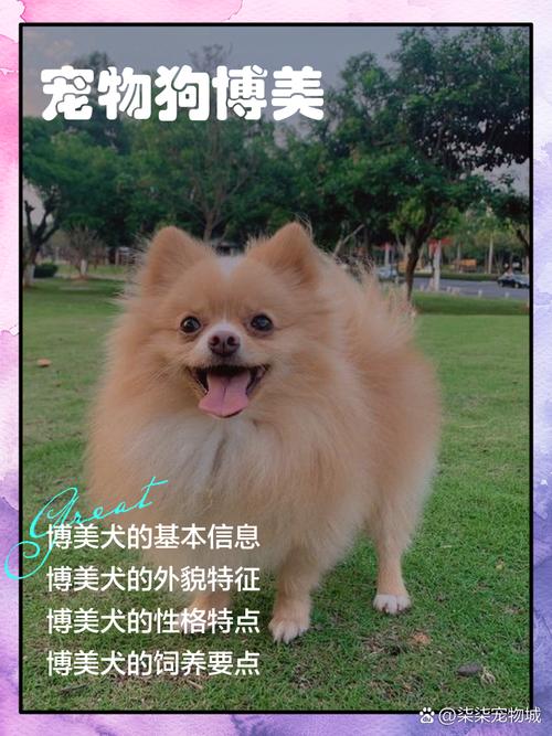 狗狗博客百科,看萌宠与主人温馨日常,感受陪伴与治愈! 狗狗博客百科,看萌宠与主人温馨日常,感受陪伴与治愈!