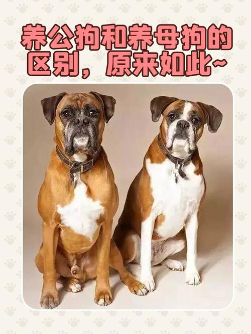狗的公母对照图,站立小便小裙摆,简单易知! 狗的公母对照图,站立小便小裙摆,简单易知!