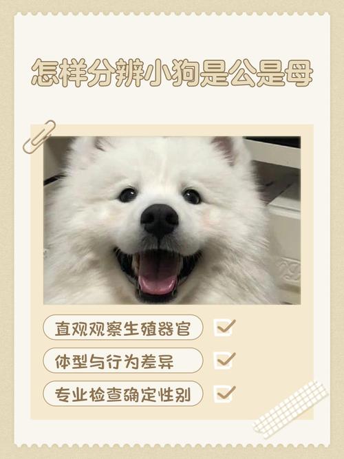 狗的公母对照图,站立小便小裙摆,简单易知! 狗的公母对照图,站立小便小裙摆,简单易知!