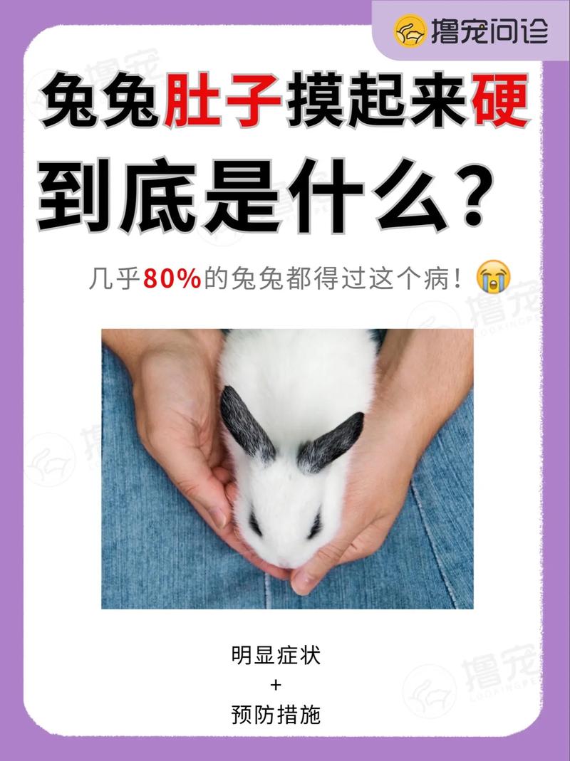 兔子肚子胀很大怎么办，兔子胀气怎么办？教你几招快速缓解！