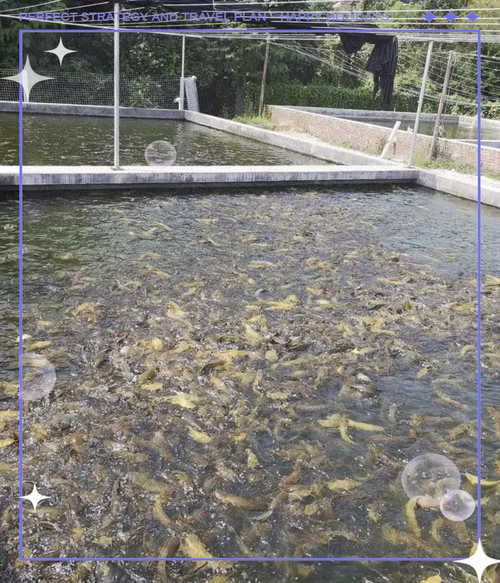 家庭养观赏鱼能用帆布池吗,帆布鱼池阳台养鱼可行吗? 家庭养观赏鱼能用帆布池吗,帆布鱼池阳台养鱼可行吗?