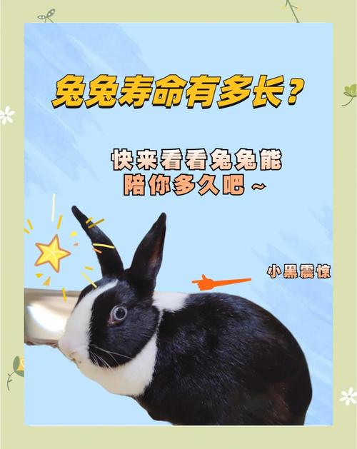 兔子能记住主人吗，聪明兔子认主靠声音气味，久不见或不好事可能忘你