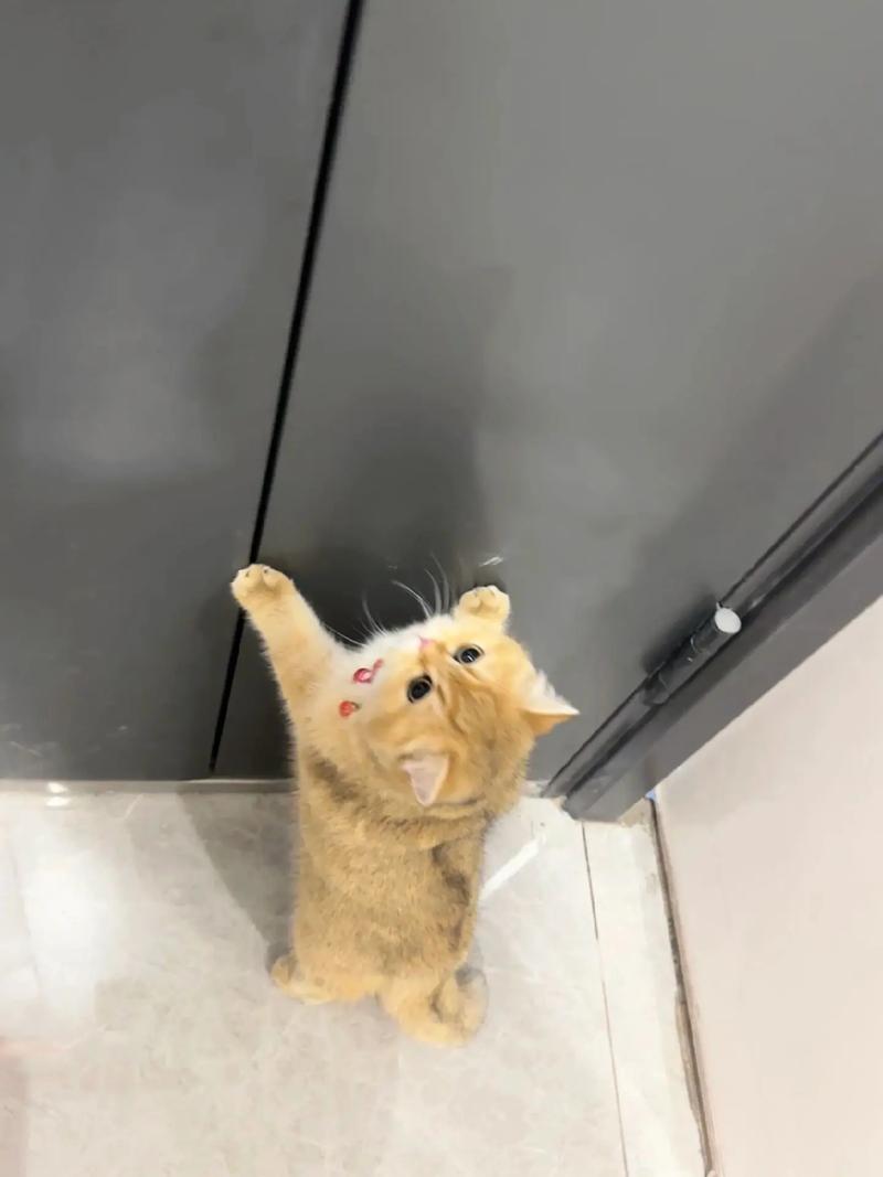 猫在家凭空消失了2天，你家猫不见？先在家找找，再贴启示发朋友圈！