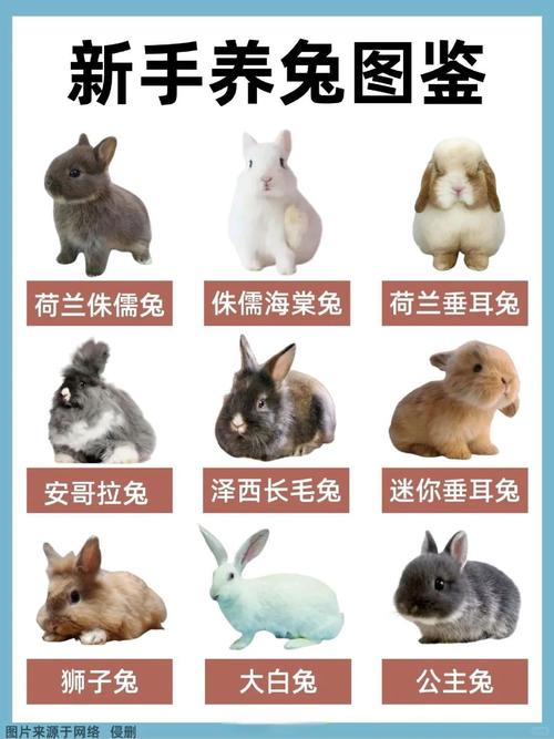 养小白兔好不好兆头，小白兔养了行不行？