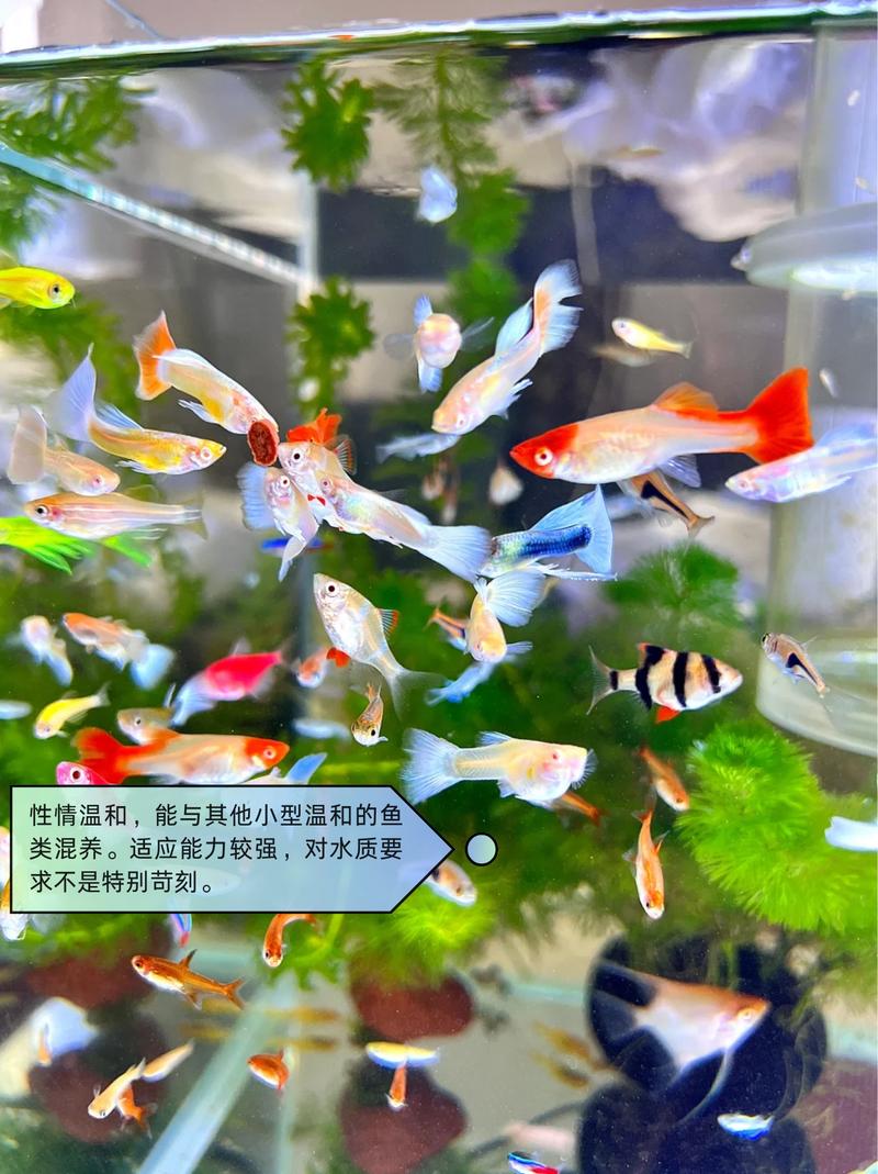 家庭净化水可以养观赏鱼吗，养鱼用纯净水？看鱼种，巧调配水质才健康！