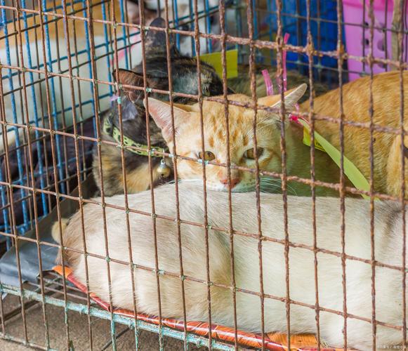 散养过的猫还能在关屋里养吗，散养猫好还是关着？安全自由两兼顾！