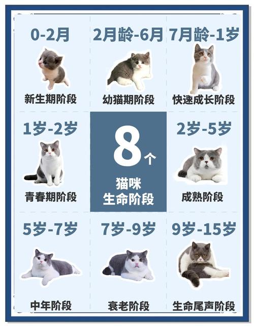 猫活多久才不算星期猫,领养前检查,科学喂养保长寿 猫活多久才不算星期猫,领养前检查,科学喂养保长寿
