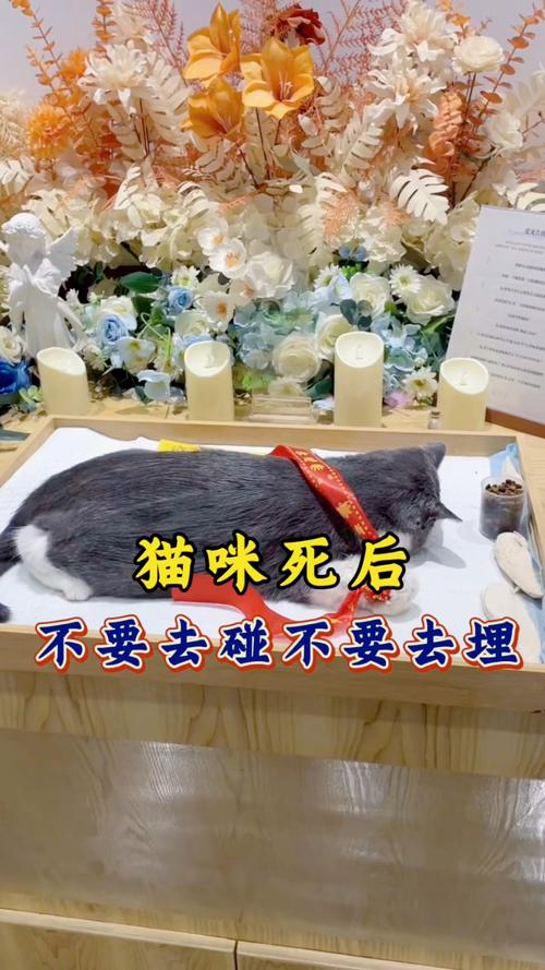 猫死了会有转世吗，猫死后去哪？信仰不同说法多，处理后事要尊重