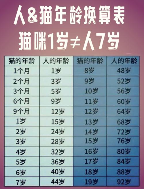 6岁的猫咪相当于人类多大，科学养猫，猫咪活更久