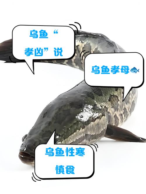 七条鱼不能乱养，养七条鱼吉利招财，风水讲究不能直接放地上，要垫高点，形状圆润的好