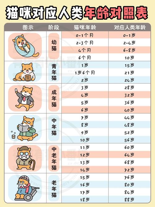 猫养了三四年等于多少岁，养猫三四年是壮年，六岁步入老年，珍惜和猫咪的时光