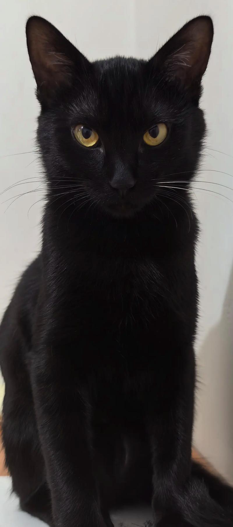 玄猫适合什么人养,神秘外表,需耐心陪伴和科学喂养 玄猫适合什么人养,神秘外表,需耐心陪伴和科学喂养