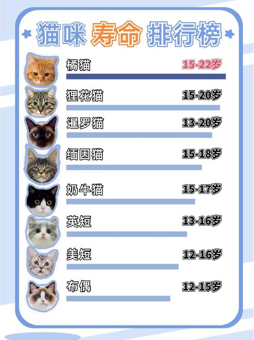 猫咪的寿命一般是几年，猫咪寿命因品种，喂好管住，健康长寿！