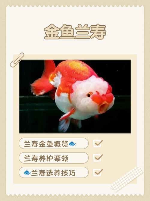 养鱼七条有什么讲究,数字吉凶与数量讲究 养鱼七条有什么讲究,数字吉凶与数量讲究