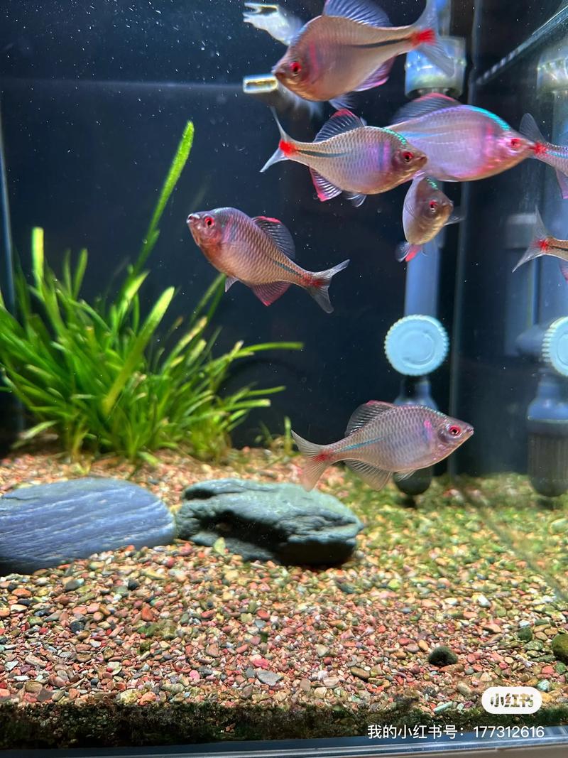 河里的鳑鲏鱼养鱼缸里能活吗，养好鳑鲏鱼，水质设备要到位