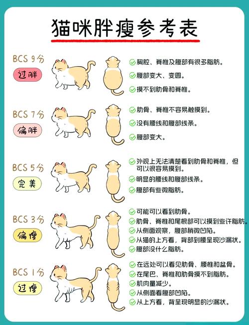猫下半身瘫痪能活多久，好心人坚持半年奇迹恢复
