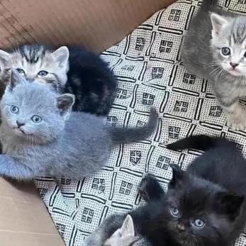 出差5天猫咪可以放家里吗,出差五天,猫咪怎么办? 出差5天猫咪可以放家里吗,出差五天,猫咪怎么办?