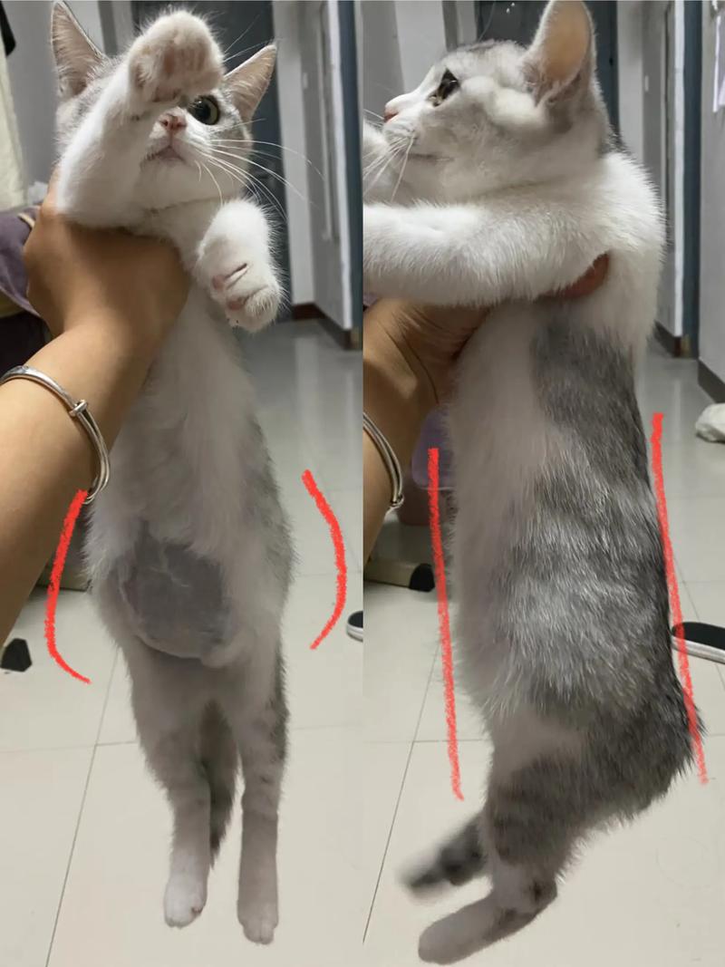 6岁的猫会得猫传腹么，警惕！6岁猫也可能得传腹，免疫力差压力大易中招