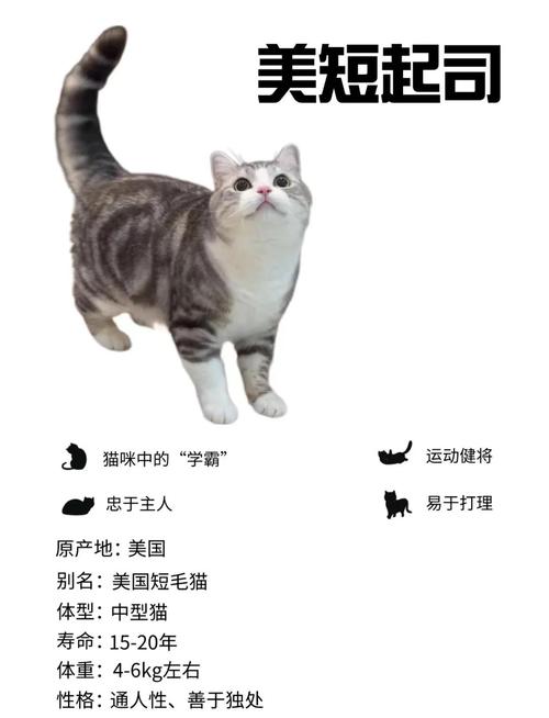 起司猫公的好还是母的好,养起司猫,公猫活泼粘人,母猫安静优雅,你会选哪个? 起司猫公的好还是母的好,养起司猫,公猫活泼粘人,母猫安静优雅,你会选哪个?