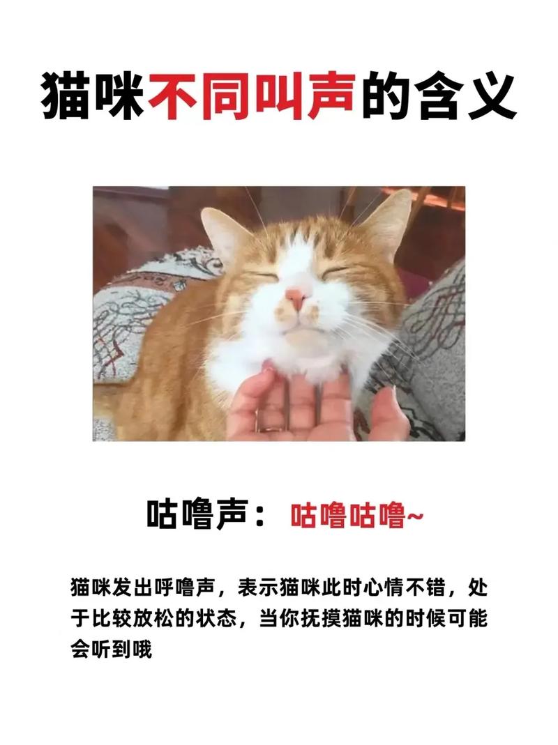 猫咪吼叫是什么原因,猫咪为啥叫?看懂叫声就安静 猫咪吼叫是什么原因,猫咪为啥叫?看懂叫声就安静