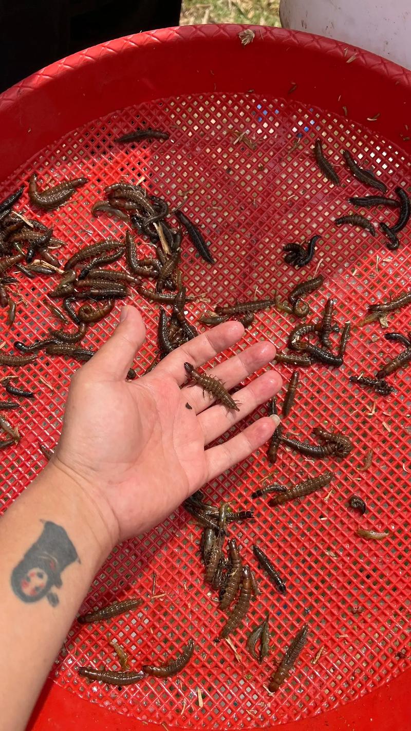 爬沙虫有人工养殖的吗,水中人参,营养高,能吃能药用 爬沙虫有人工养殖的吗,水中人参,营养高,能吃能药用