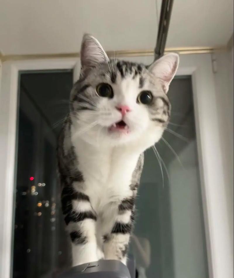 起司猫多大就安静了,猫咪种类多,虎斑猫活泼,起司猫温顺,安静是亲昵表现 起司猫多大就安静了,猫咪种类多,虎斑猫活泼,起司猫温顺,安静是亲昵表现