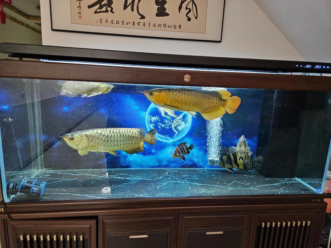 龙鱼只养一只会抑郁么，养一条龙鱼省心，但需互动和好环境