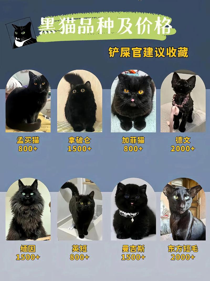 肉兔与侏儒兔杂交后代,健康饮食与和谐相处 肉兔与侏儒兔杂交后代,健康饮食与和谐相处