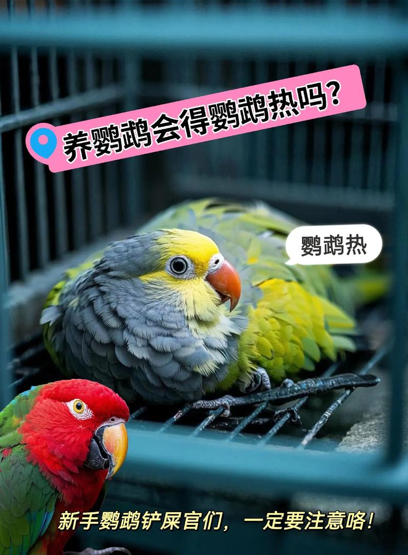 养鹦鹉就会得鹦鹉热吗,养鸟得注意!别让鹦鹉热找上门 养鹦鹉就会得鹦鹉热吗,养鸟得注意!别让鹦鹉热找上门