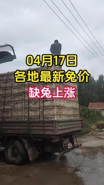 今日肉兔价格最新行情,肉兔价格因地而异,山东四川差价大,獭兔更贵 今日肉兔价格最新行情,肉兔价格因地而异,山东四川差价大,獭兔更贵