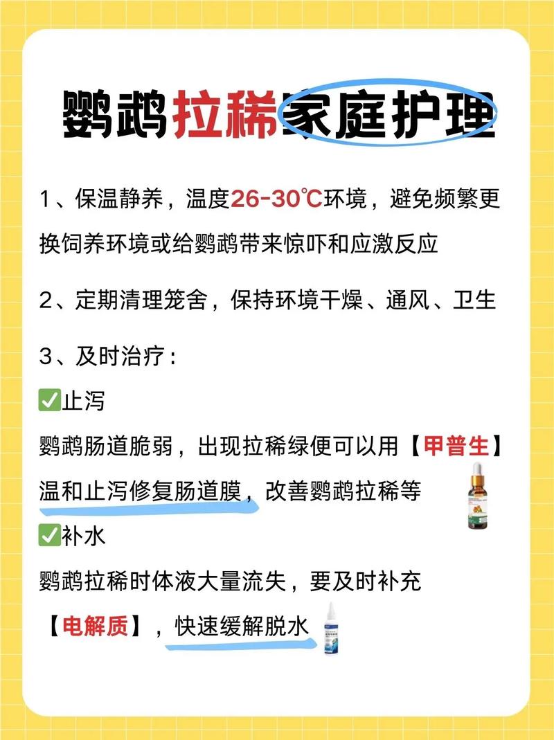 新鸟到家注意事项，选对卖家细呵护，与鸟儿成好友
