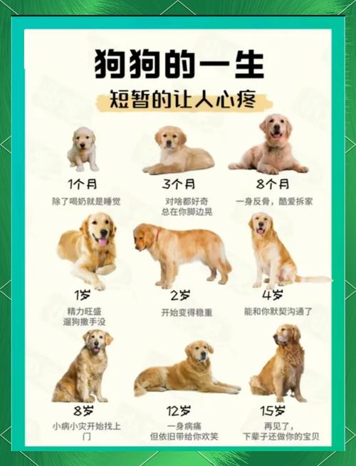 养狗不超过8年,养狗别超8年?现在日子好了,想陪它到老! 养狗不超过8年,养狗别超8年?现在日子好了,想陪它到老!