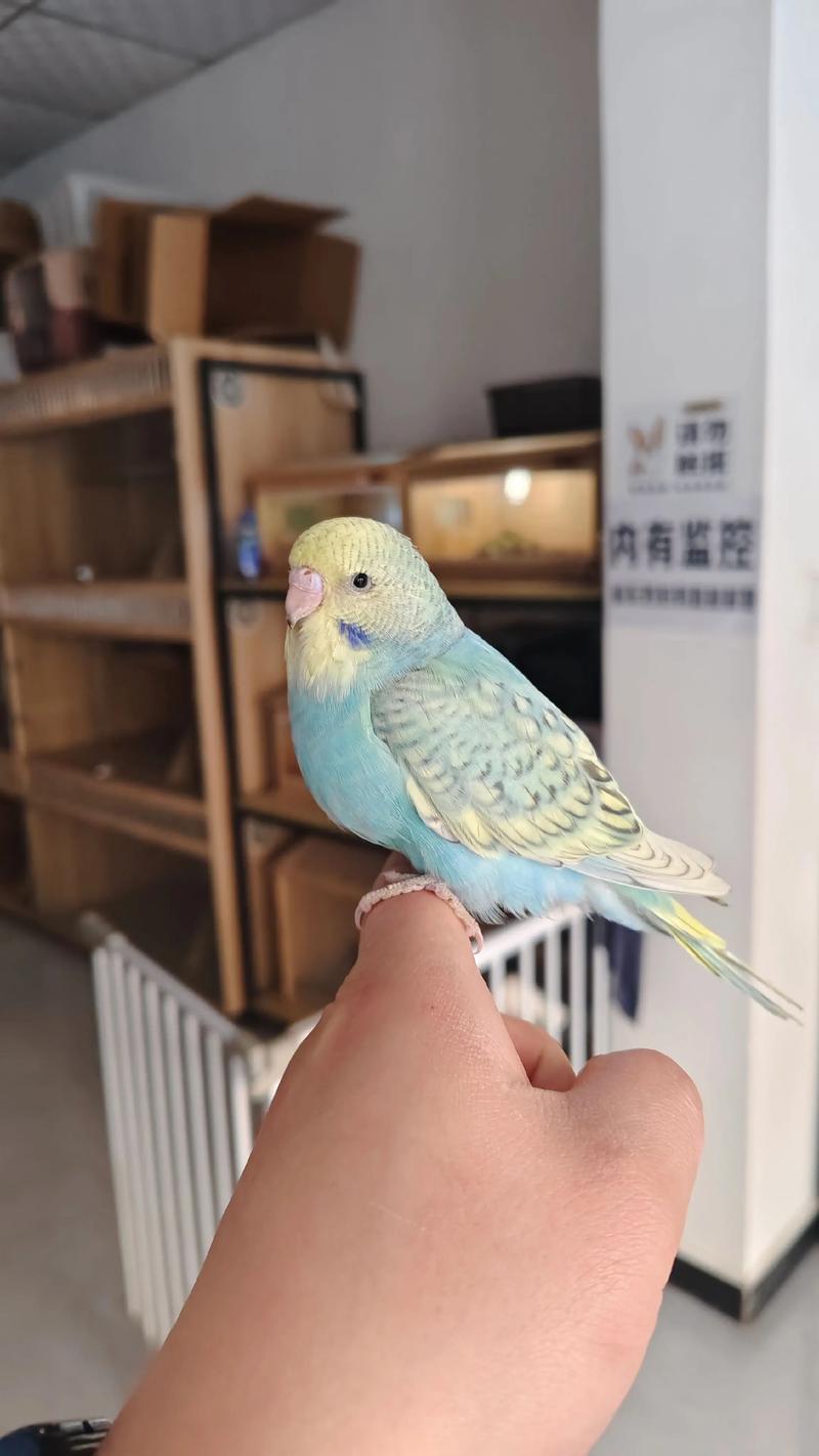 0手养鹦鹉，手喂雏鸟粘人宝，15天关键期别错过！