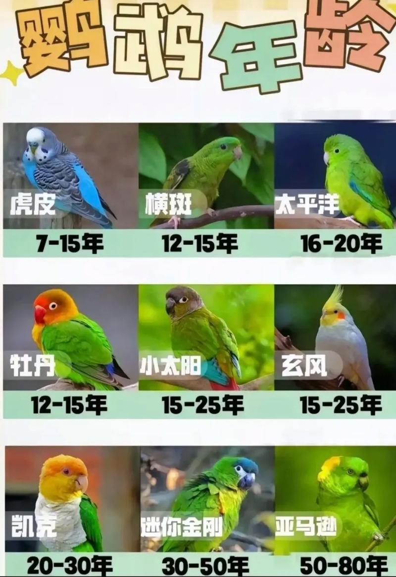 鹦鹉最少需要静养几天,新手养鹦鹉,静养一周帮它适应新家 鹦鹉最少需要静养几天,新手养鹦鹉,静养一周帮它适应新家