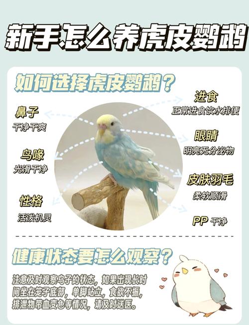 图片0天手养详细教程鹦鹉吧，责任与乐趣并存