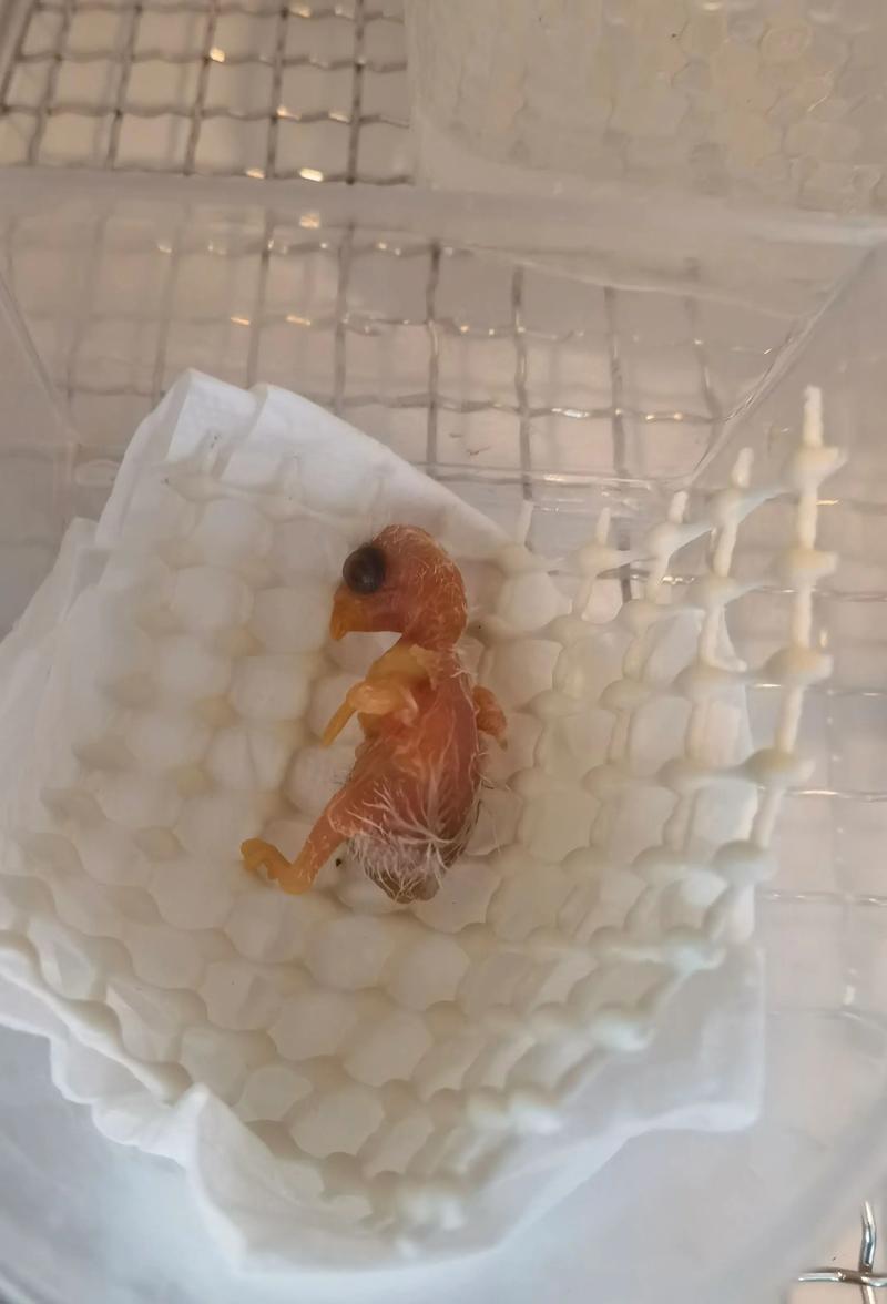图片0天手养详细教程鹦鹉吧，责任与乐趣并存