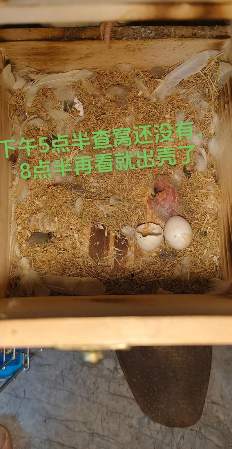 图片0天手养详细教程鹦鹉吧，责任与乐趣并存