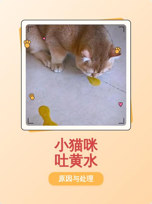 养猫能喷香水吗，猫不能闻香水，会难受过敏，别喷！