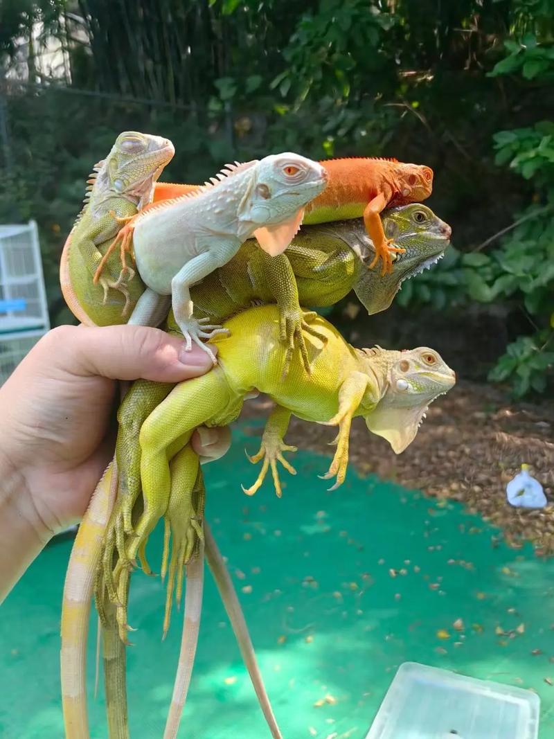 绿鬣蜥不吃东西的原因，绿鬣蜥怕冷要保暖，换食多蔬果，环境好才爱吃