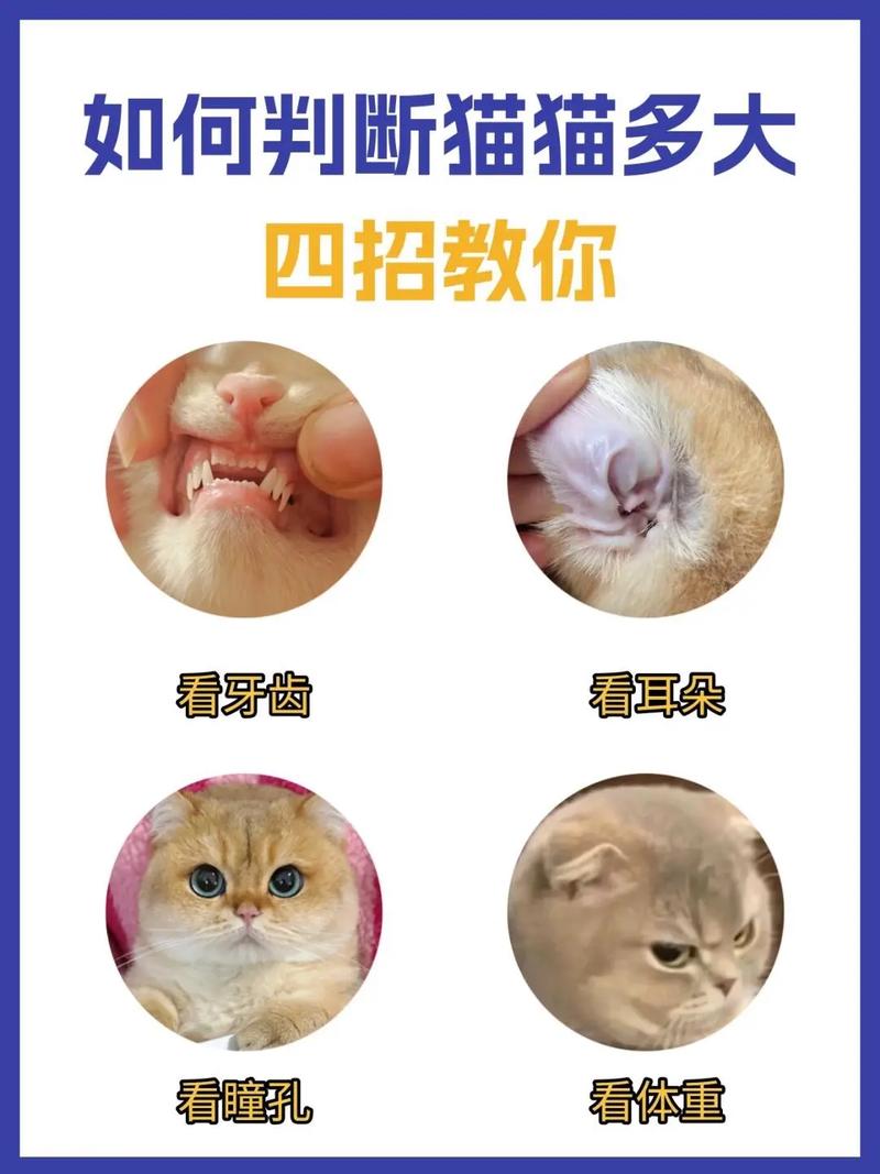 半个月大小猫怎么养，半月小猫保暖喂奶全攻略