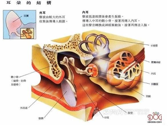 公狗海绵器官结构图清晰图，勃起交配与绝育