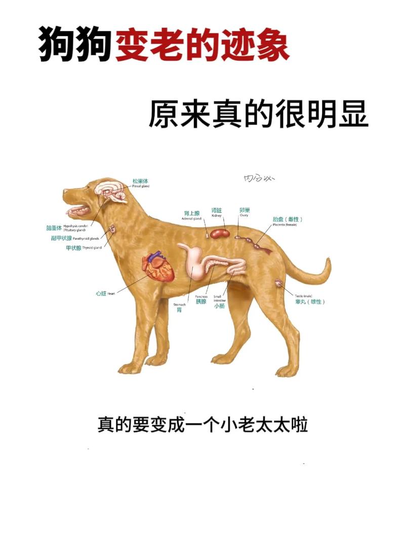 公狗海绵器官结构图清晰图，勃起交配与绝育