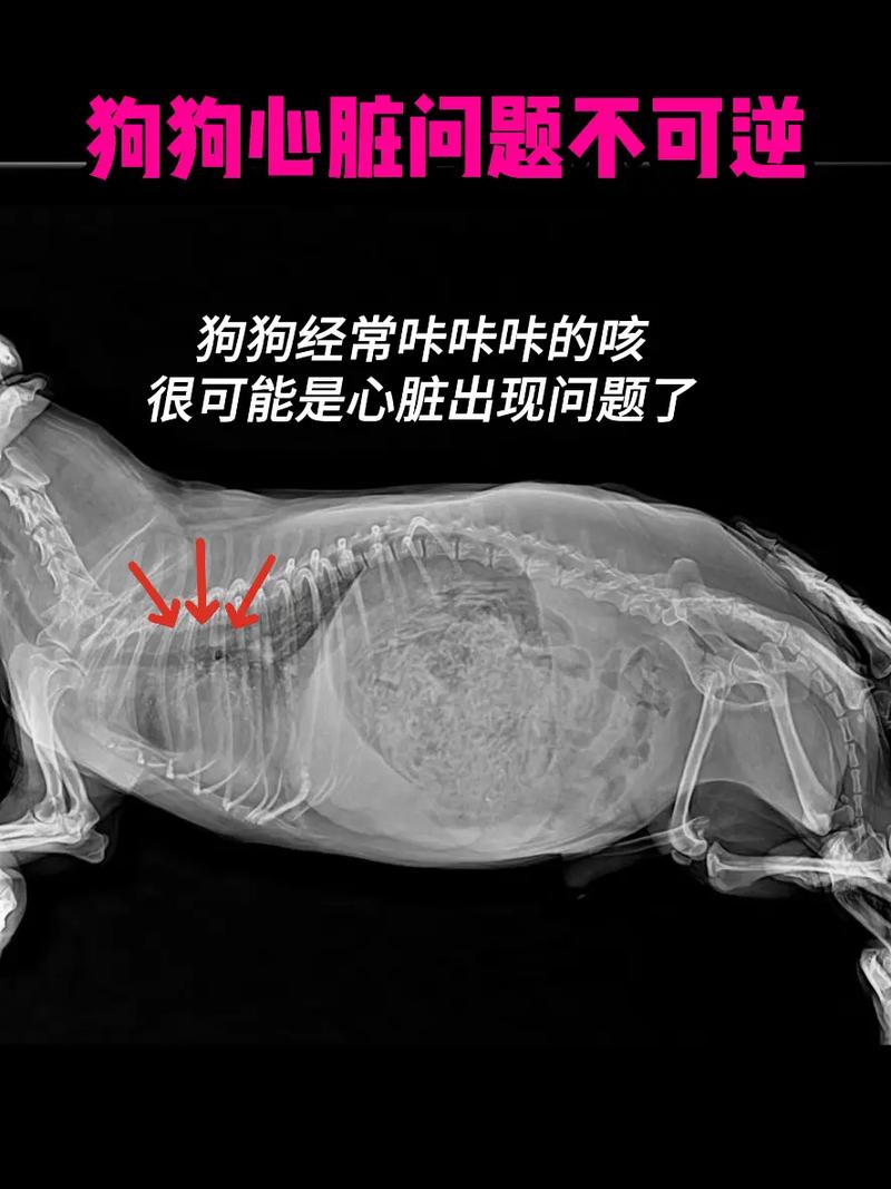 公狗海绵器官结构图清晰图，勃起交配与绝育